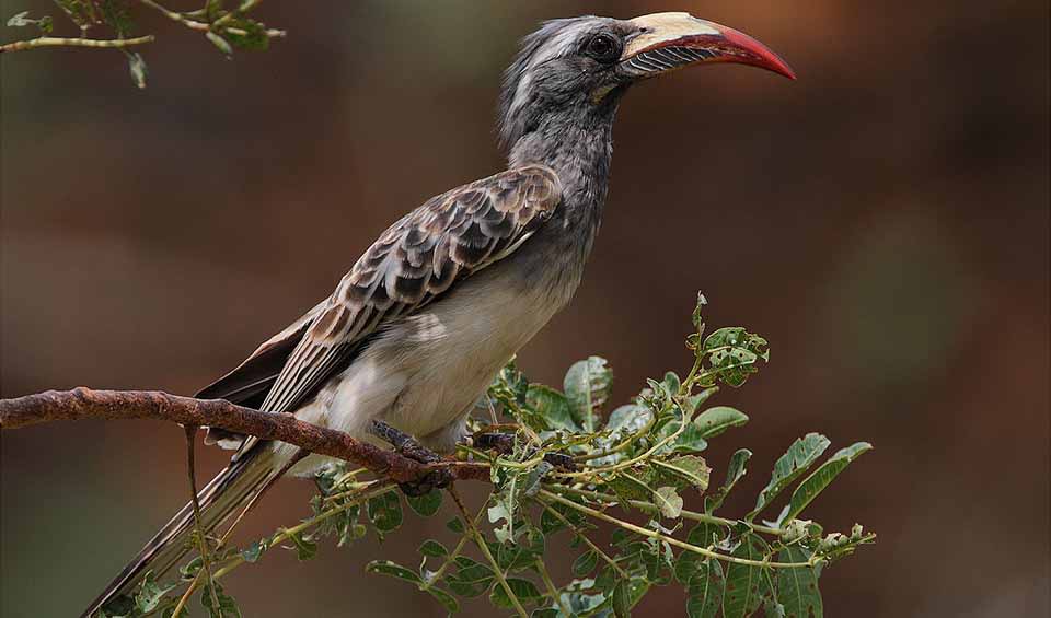 african-grey-hornbill-facts-distribution-population-biodb